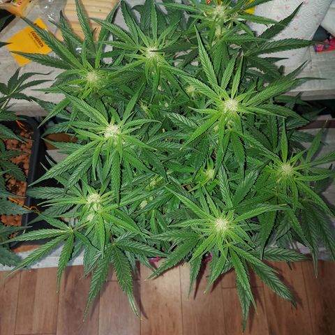 Auto Gelato growlog photo: Lst