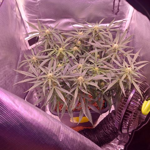 Auto Gelato growlog timeline photo