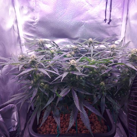Auto Gelato growlog timeline photo