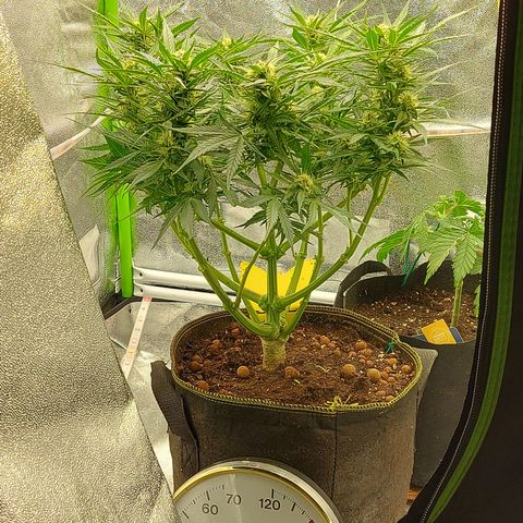 Auto Gelato growlog timeline photo