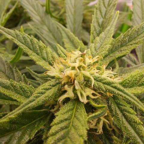 Auto Gelato growlog timeline photo