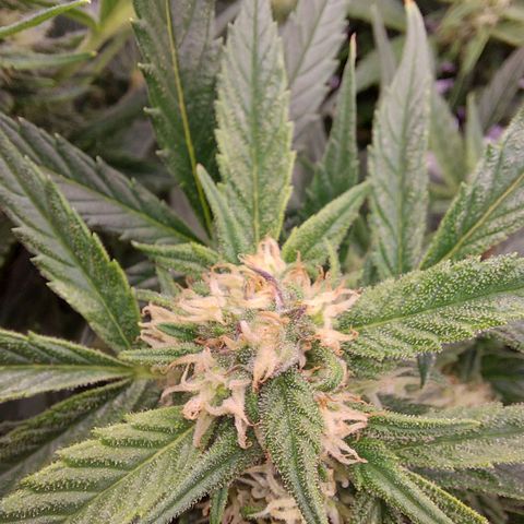 Auto Gelato growlog timeline photo