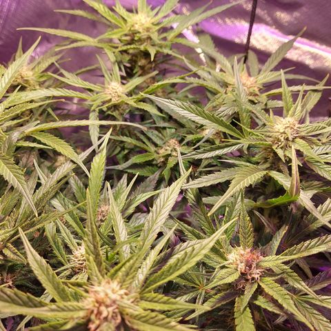 Auto Gelato growlog timeline photo