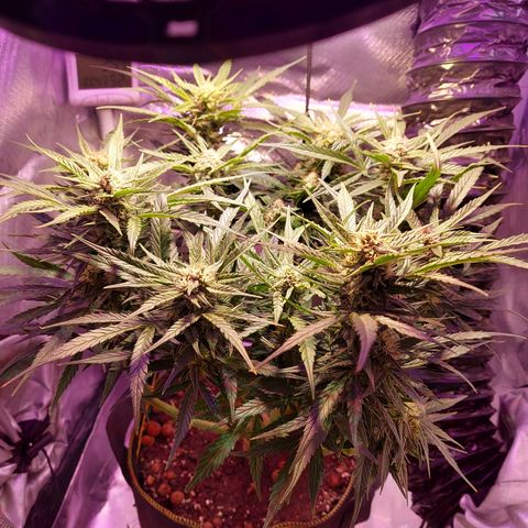 Auto Gelato growlog timeline photo