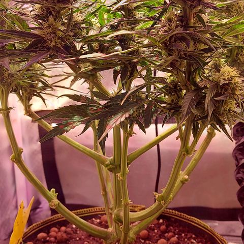 Auto Gelato growlog timeline photo