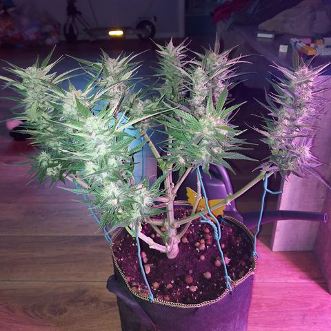 Auto Gelato growlog timeline photo