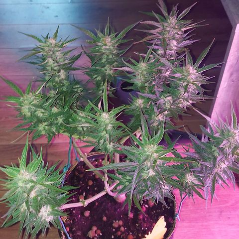 Auto Gelato growlog timeline photo