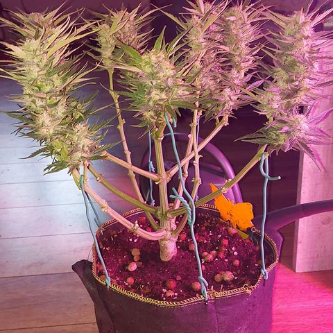 Auto Gelato growlog timeline photo