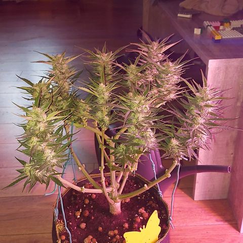 Auto Gelato growlog timeline photo