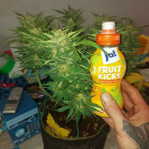 Auto Gelato growlog timeline photo