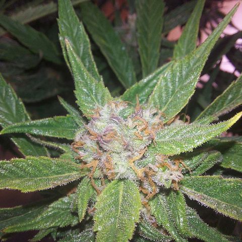 Auto Gelato growlog timeline photo