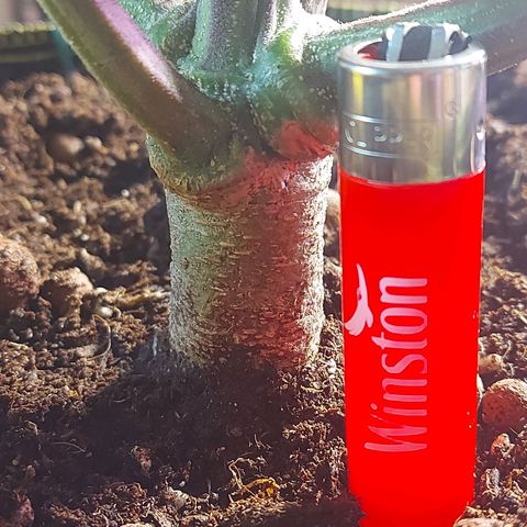 Auto Gelato growlog timeline photo