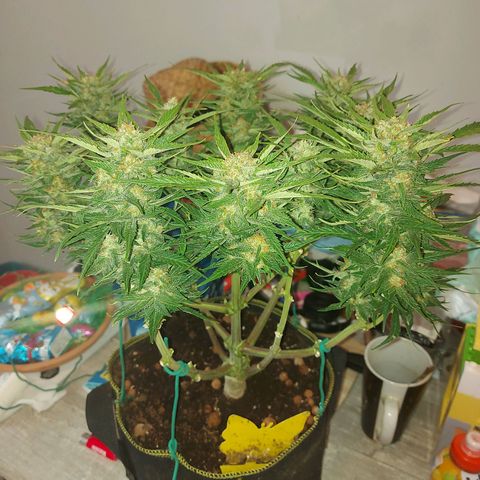 Auto Gelato growlog timeline photo