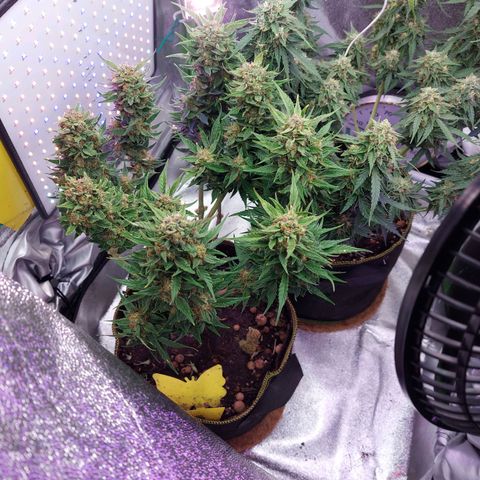 Auto Gelato growlog photo: Ein Traum 