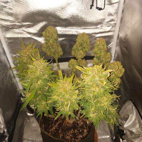Auto Gelato growlog photo: 3 Tage darkness