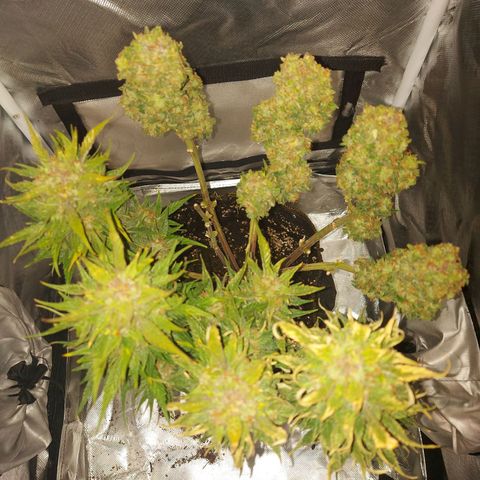 Auto Gelato growlog photo: 3 Tage darkness