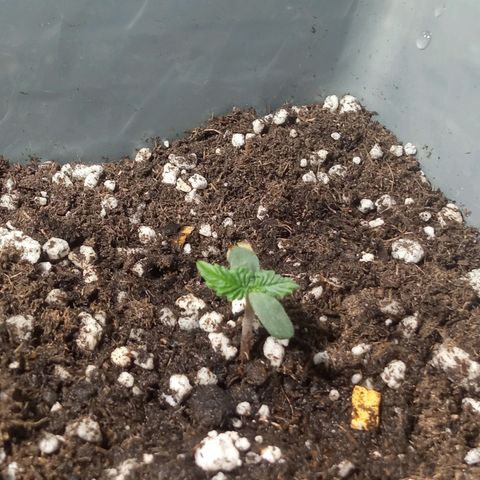 Godzilla Glue growlog photo: 00:40