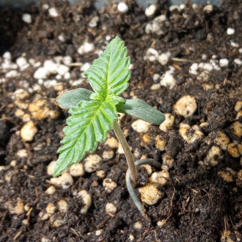 Godzilla Glue growlog photo: 22:59