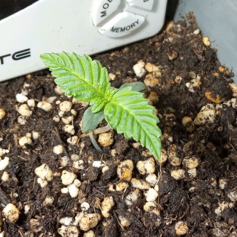 Godzilla Glue growlog photo: 23:58