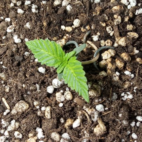 Godzilla Glue growlog timeline photo