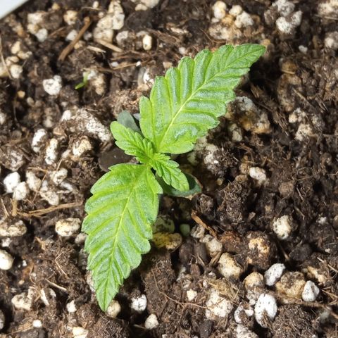 Godzilla Glue growlog photo: 23:44