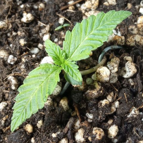 Godzilla Glue growlog photo: 23:46