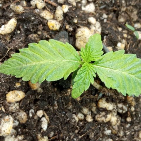 Godzilla Glue growlog photo: 23:31