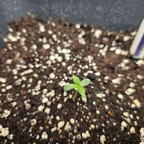 Triple G Automatic growlog timeline photo