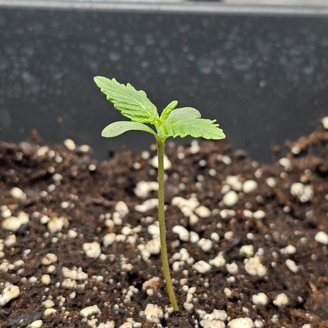 Purplematic CBD Automatic growlog timeline photo
