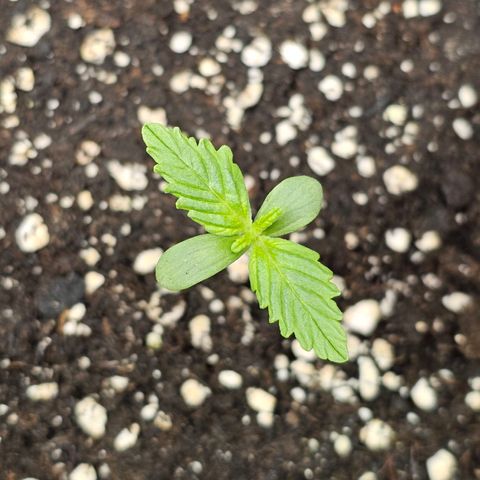Purplematic CBD Automatic growlog timeline photo