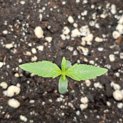 Royal Critical Automatic growlog timeline photo