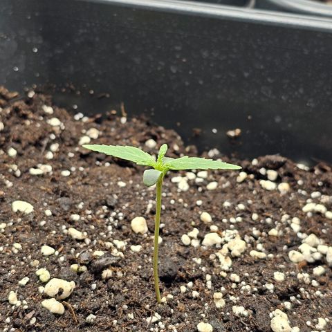 Royal Critical Automatic growlog timeline photo