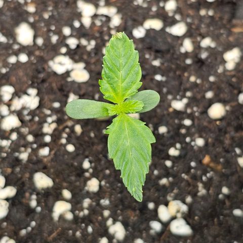 Triple G Automatic growlog timeline photo