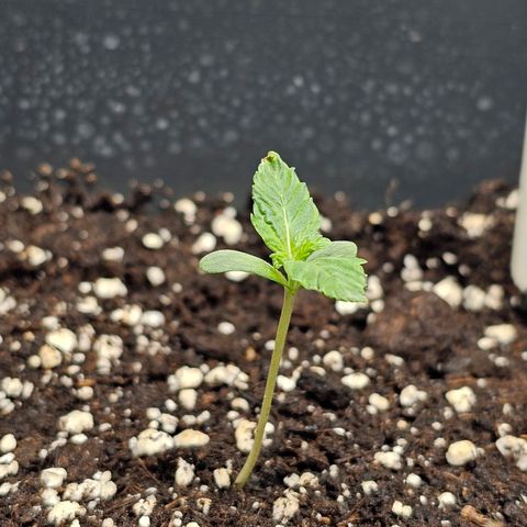 Triple G Automatic growlog timeline photo