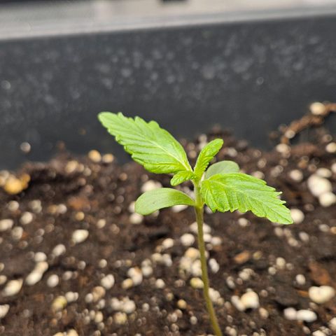 Purplematic CBD Automatic growlog timeline photo