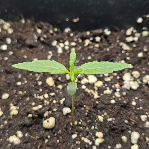 Royal Critical Automatic growlog timeline photo