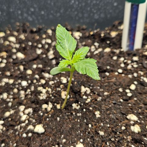 Triple G Automatic growlog timeline photo