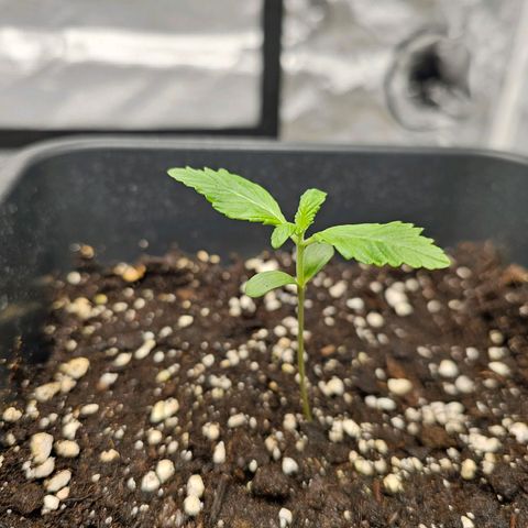 Purplematic CBD Automatic growlog timeline photo