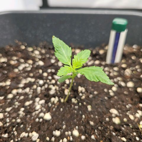 Triple G Automatic growlog timeline photo