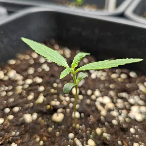 Royal Critical Automatic growlog timeline photo