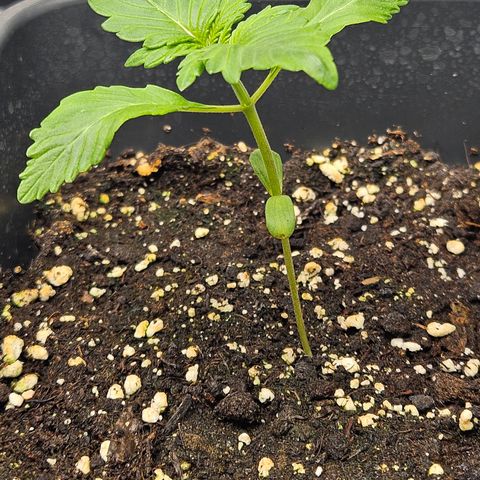 Purplematic CBD Automatic growlog timeline photo