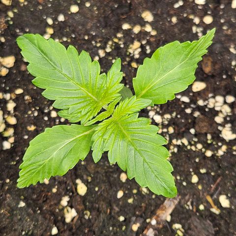 Purplematic CBD Automatic growlog timeline photo