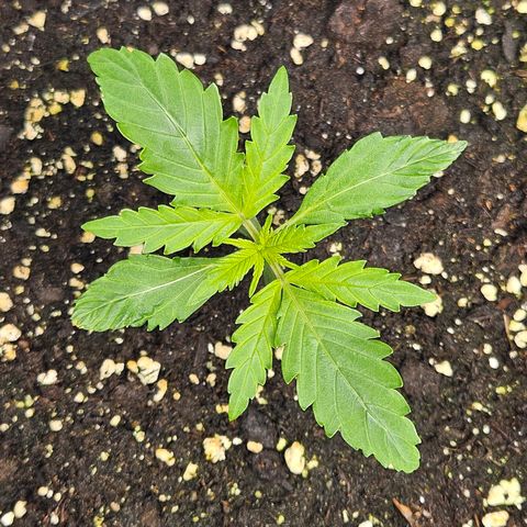 Triple G Automatic growlog timeline photo