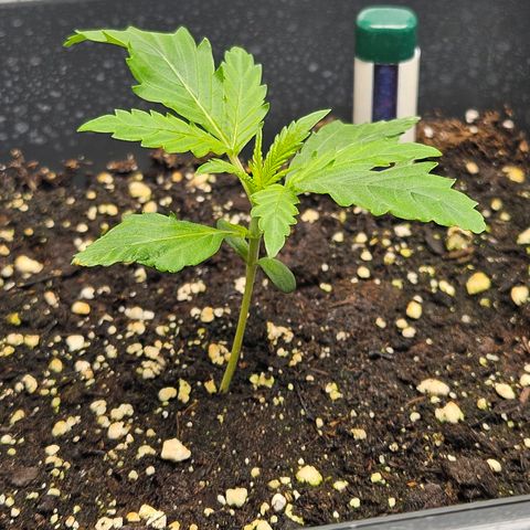 Triple G Automatic growlog timeline photo