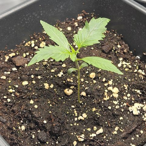 Royal Critical Automatic growlog timeline photo