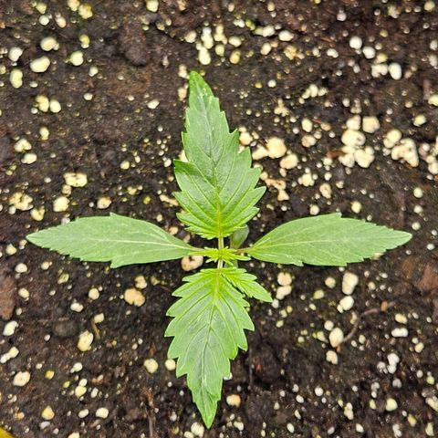 Royal Critical Automatic growlog timeline photo