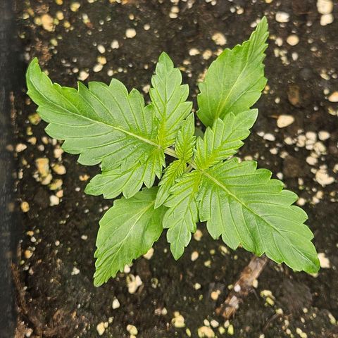 Purplematic CBD Automatic growlog timeline photo