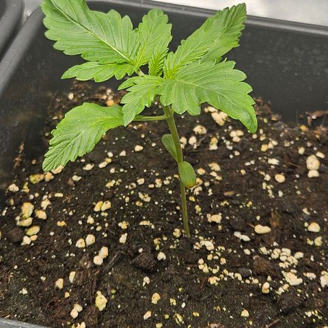Purplematic CBD Automatic growlog timeline photo