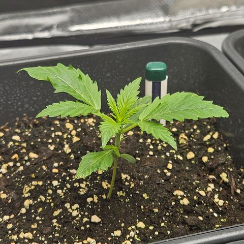 Triple G Automatic growlog timeline photo