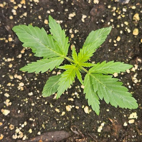 Triple G Automatic growlog timeline photo